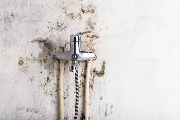 Best Mold Remediation  in Jefferson, TX
