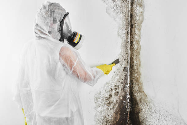 Best Mold Removal and Inspection  in Jefferson, TX