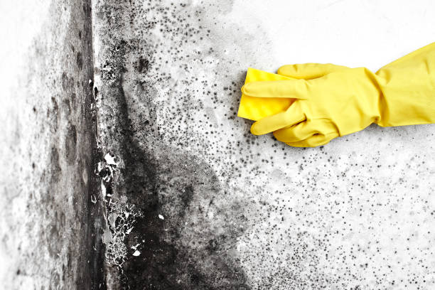 Best Mold Damage Repair  in Jefferson, TX