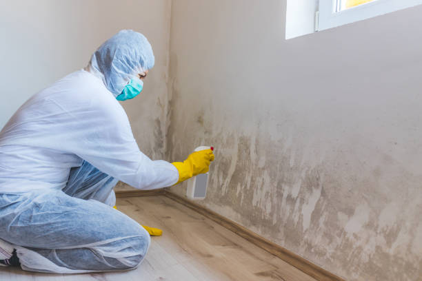 Best Commercial Mold Removal  in Jefferson, TX