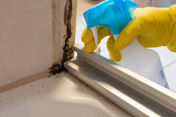 Best Mold Removal Company Near Me  in Jefferson, TX