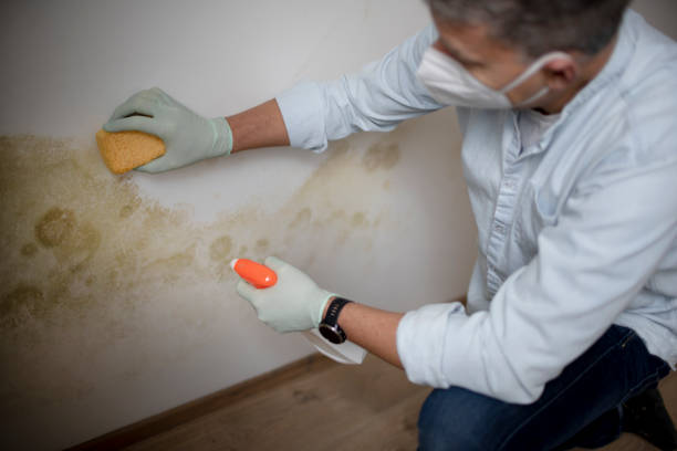 Best Mold Remediation Experts  in Jefferson, TX