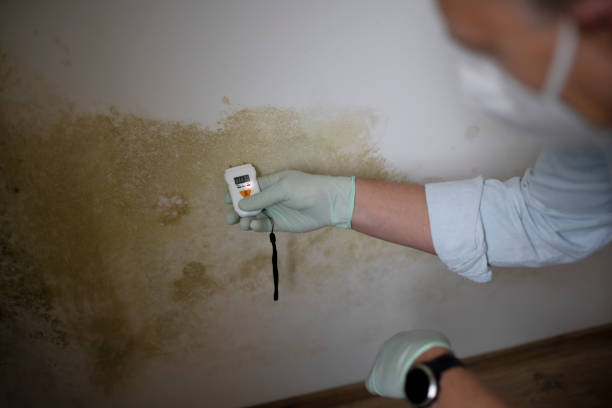 Best Same-Day Mold Removal  in Jefferson, TX