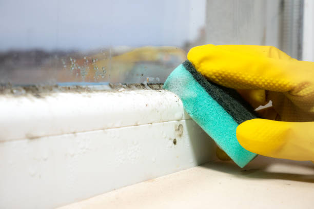 Best Mold Testing  in Jefferson, TX