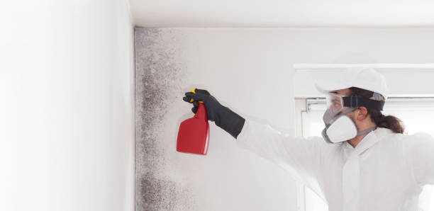 Best Mold Removal Company Near Me  in Jefferson, TX