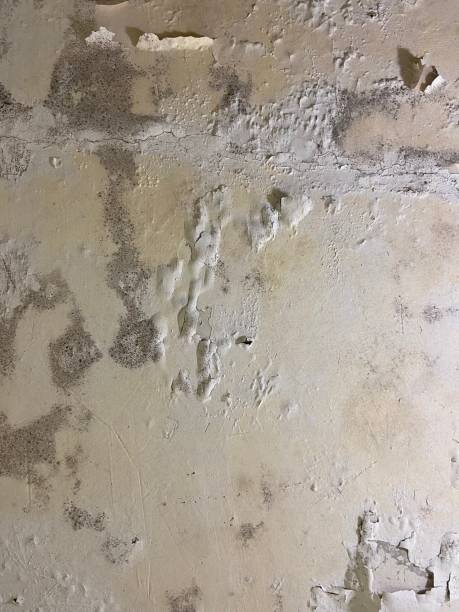 Professional Mold Removal in Jefferson, TX