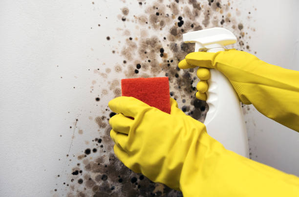 Mold Removal Process in Jefferson, TX