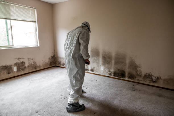 Best Toxic Mold Removal  in Jefferson, TX