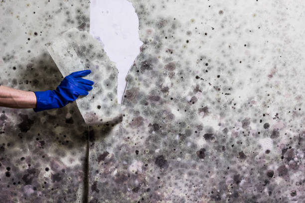 Best Home Mold Removal  in Jefferson, TX