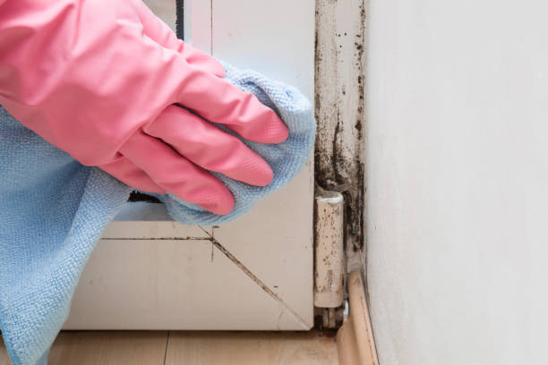 Best Best Mold Removal Companies  in Jefferson, TX