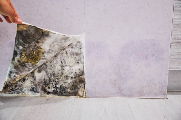 Best Affordable Mold Removal  in Jefferson, TX